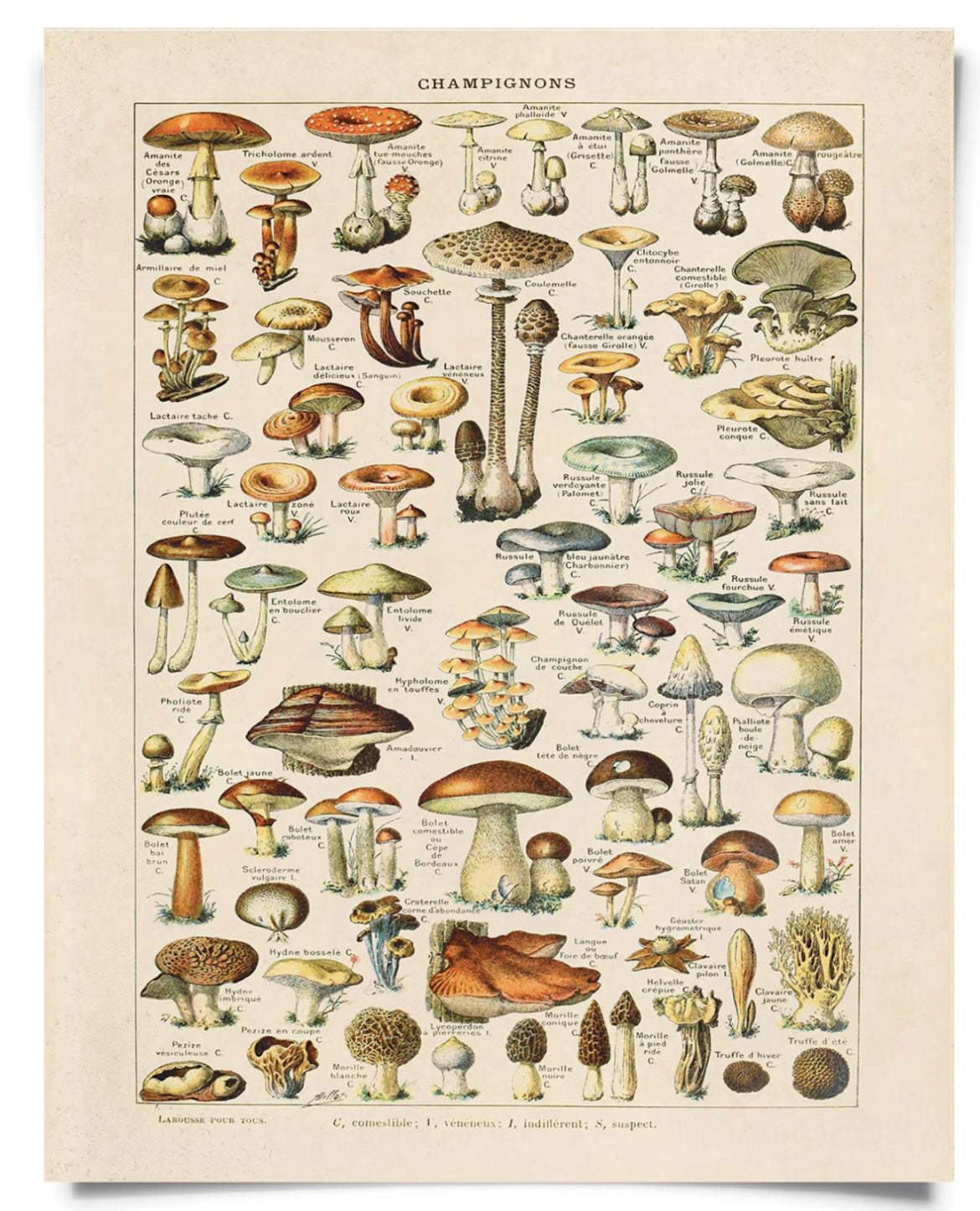 Vintage Prints 11x14