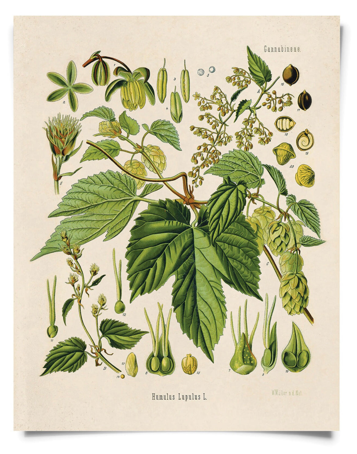 Vintage Prints 11x14