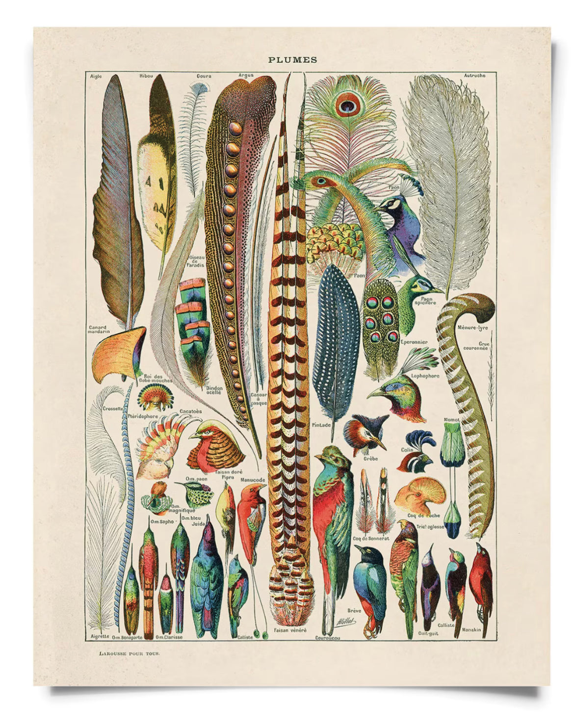 Vintage Prints 11x14