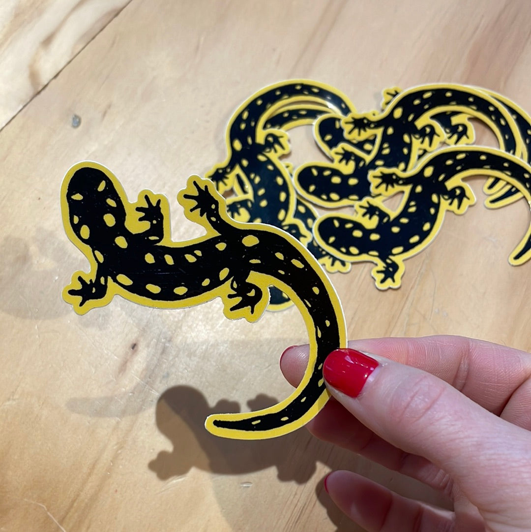 Spotted Salamander Sticker